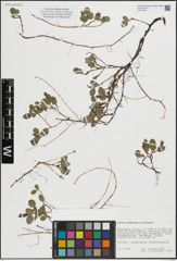 Foto von Salix herbacea L. x Salix polaris Wahlenb.
